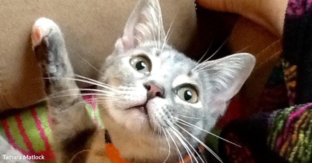 They Went Trying For An Older Cat However A Kitten Had Different Plans